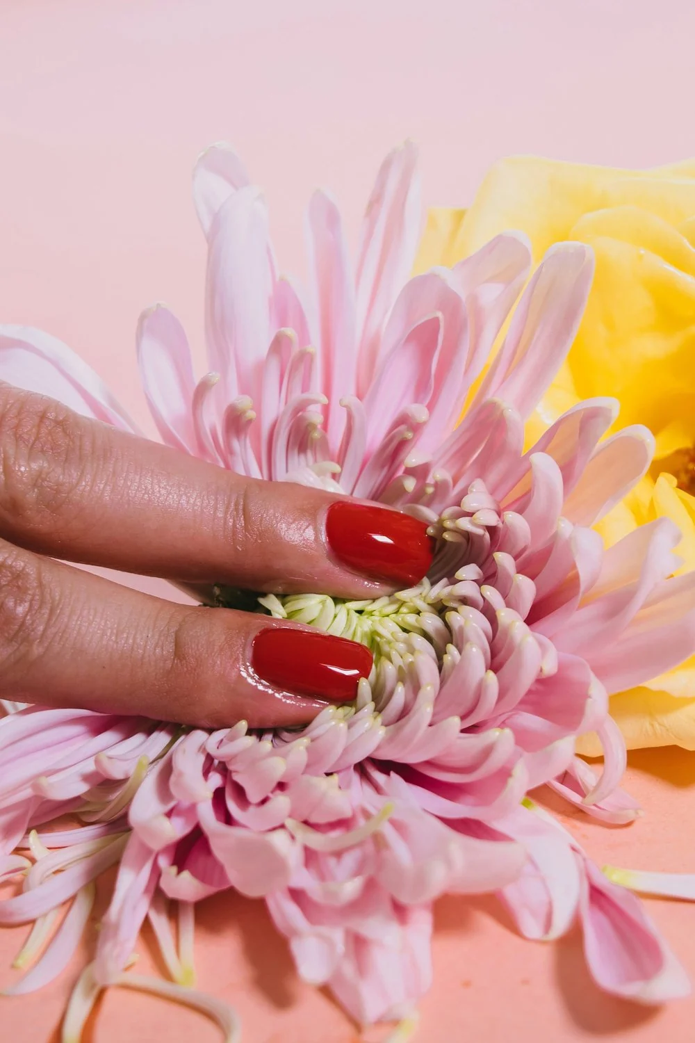 A hand touching a pink chrysanthemum, with yellow petals against a pink background